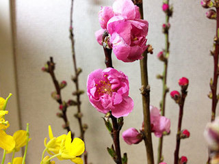 shiki72-2.jpg